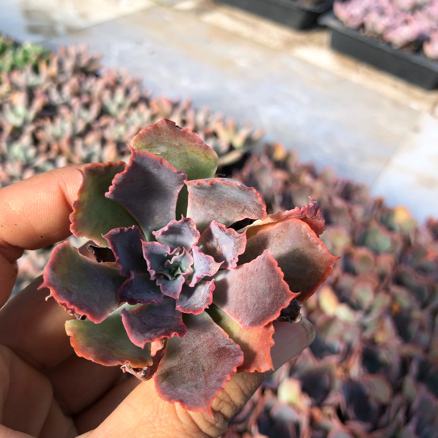 晚霞之舞3-4厘米9颗多肉植物皱叶紫色可爱好养懒人薄叶多肉绿植