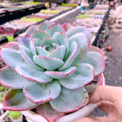 Y云南布鲁蓝多肉盆栽大颗老桩单头12-15厘米新手好养脱土