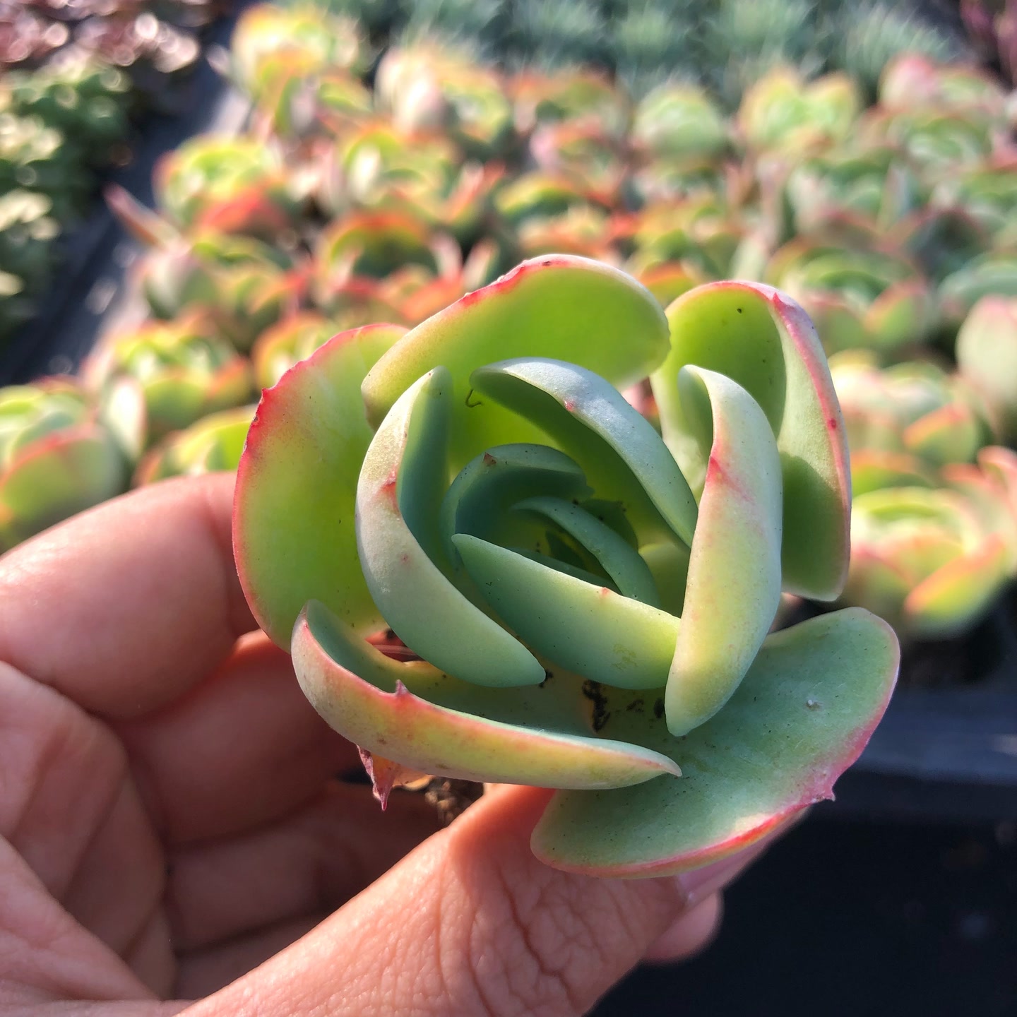 h碧桃3-4厘米1颗满10元包邮