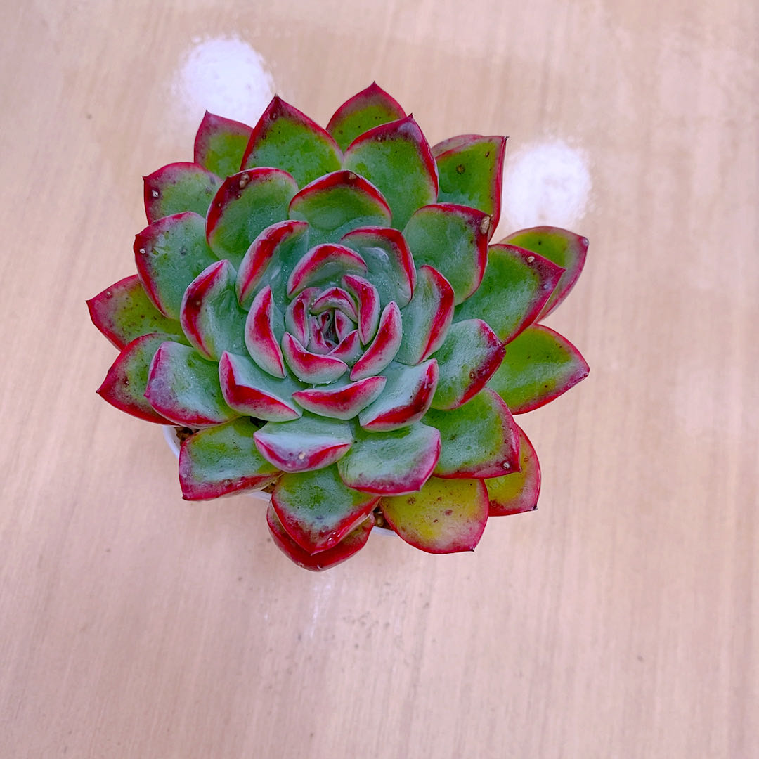 多肉植物樱桃送盆包邮