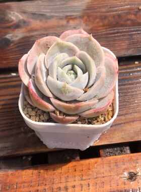 h多肉植物蓝色惊喜32送盆