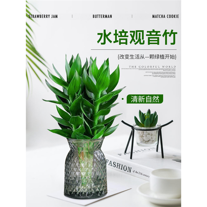 富贵竹水培植物观音竹带根花卉绿植绿萝室内盆栽转运竹子水养好养