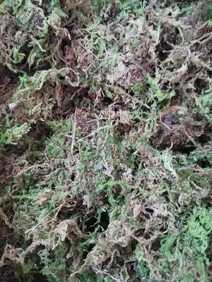 水草苔藓乌龟取暖冬眠用保温过冬垫材新鲜苔藓乌龟打包运输用