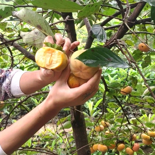 脆柿树苗甜柿苗嫁接培育柿子果苗果树苗木无需脱涩南北方可栽苗树