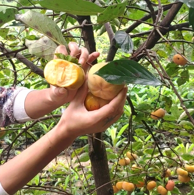 秋田脆柿树苗四川成森嫁接培育