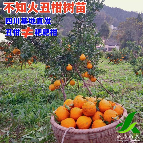 四川嫁接不知火丑柑丑八怪树苗