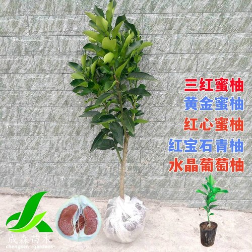 柚子树苗红心黄金三红常绿蜜柚苗