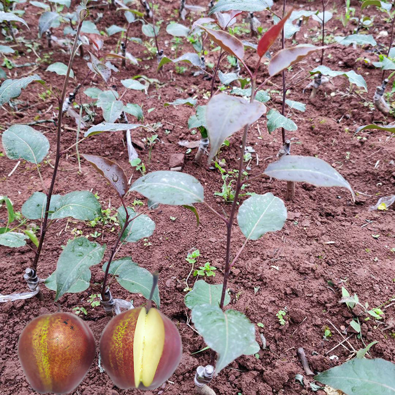 彩虹梨果树苗嫁接培育成森苗木