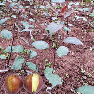彩虹梨果苗早酥红梨四川成森苗木嫁接梨树新品种北方南方庭院果树