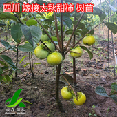 太秋甜柿嫁接果树苗木新品 种果苗当年结果庭院地栽盆栽四川柿子苗