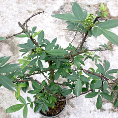 九叶青花椒树藤椒树苗大苗四川大红袍红花椒树盆栽青花椒花椒苗