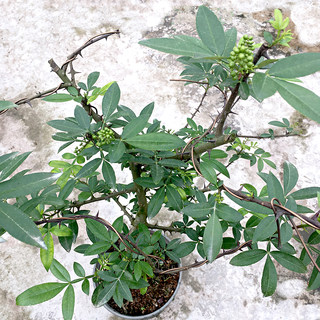 九叶青花椒树藤椒树苗大苗四川大红袍红花椒树盆栽青花椒花椒苗