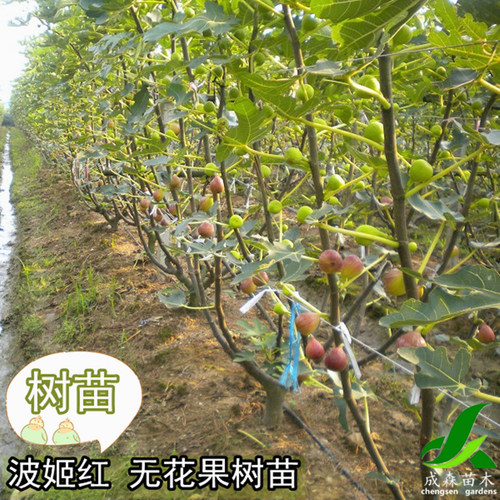 四川波姬红无花果树苗