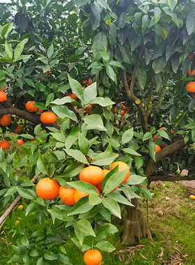 华美1号又名爱莎桔嫁接柑橘苗早熟砂糖橘挂果新品种果树成森苗木