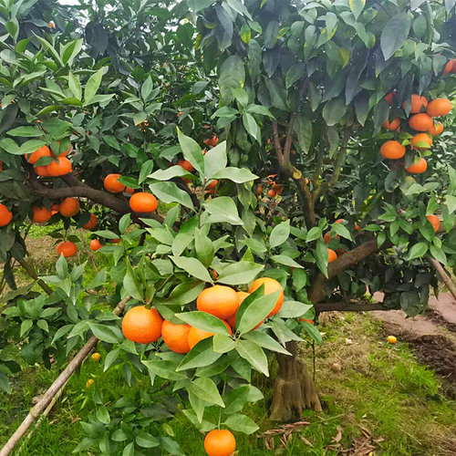 爱莎早熟柑桔又名华美1号果树苗