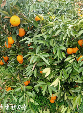 长叶香橙脐橙树苗母本苗新津早熟蜜桔苗柑桔盆栽室外嫁接果树苗木