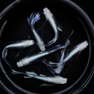 观背青鳉鱼古法缸观赏鱼冷水原生鱼免加温打氧气干支天使之翼球体