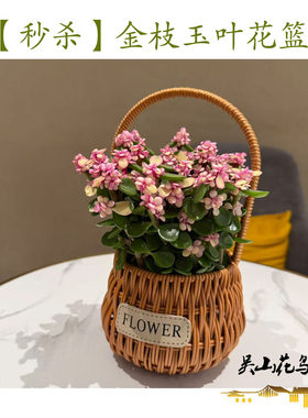 金枝玉叶多肉花篮 吴山花鸟城