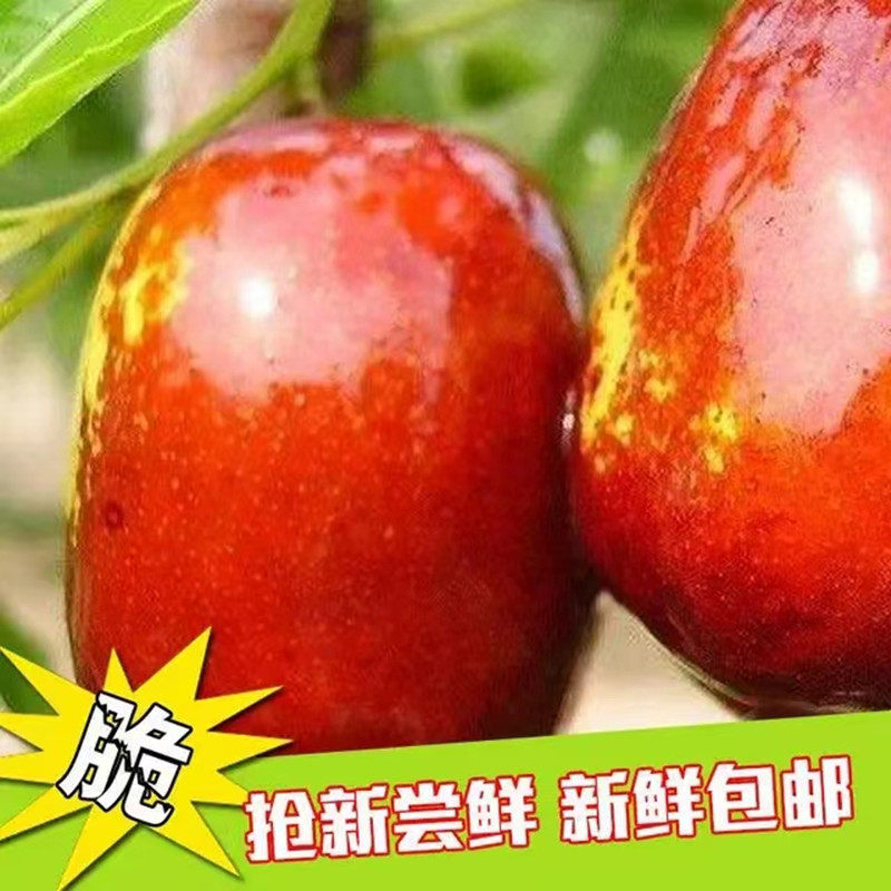 甘肃敦煌新鲜骏枣红枣鲜枣脆枣新鲜水果时令地方特产产地顺丰包邮