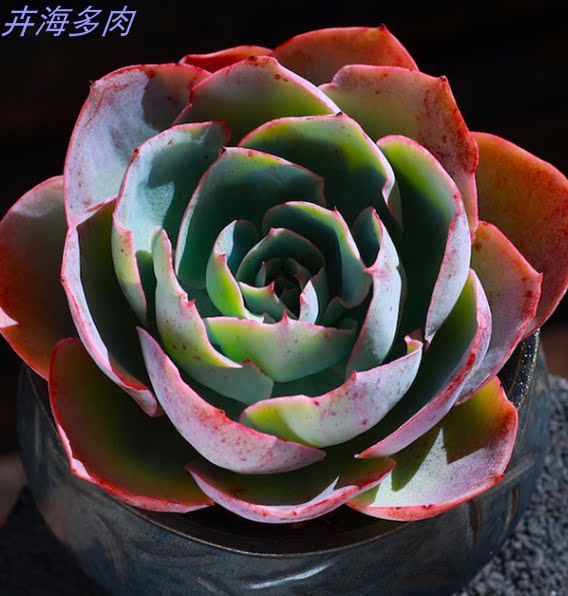 多肉植物 达芬奇密码 办公室内绿植盆栽易养肉肉植物新手花卉直销