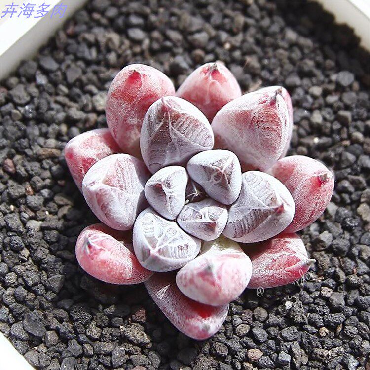 杜里万多肉植物大颗室内花卉绿植组合盆栽老桩肉肉植物不含盆好养