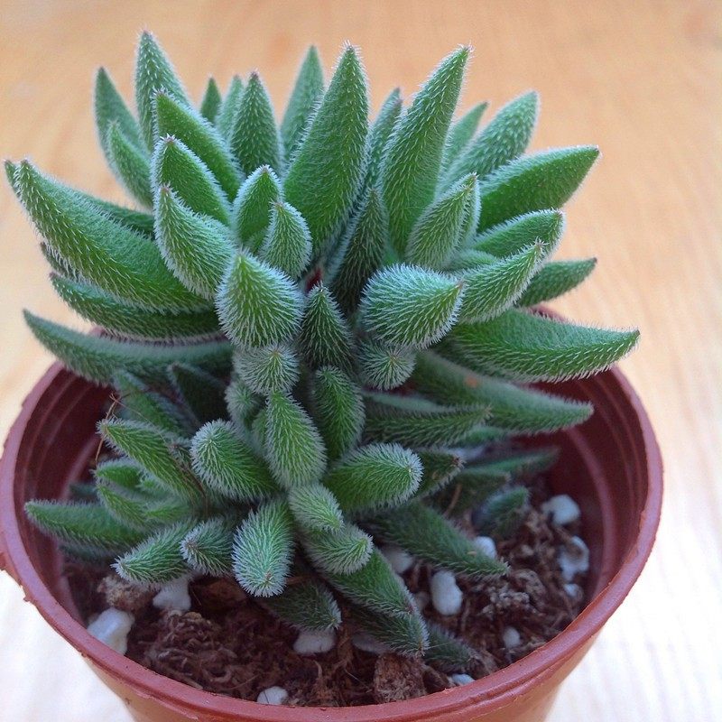 多肉植物绒针多头群生老桩银箭办公室桌面盆栽多肉植物多肉防辐射