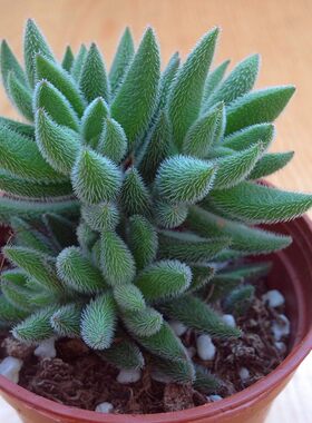 多肉植物绒针办公室桌面防辐射