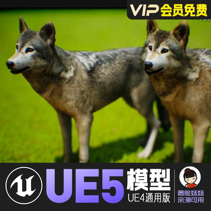 UE5虚幻4_卡通风格化狼狗野狼动画角色模型 Animals Wolf