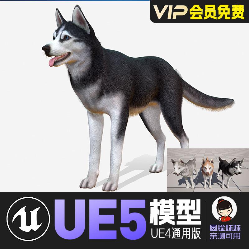 UE5虚幻4_卡通风格化狗哈士奇动画角色模型 Dog-Husky