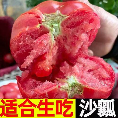 沙瓤自然熟西红柿新鲜番茄水果蔬菜生吃现摘现发