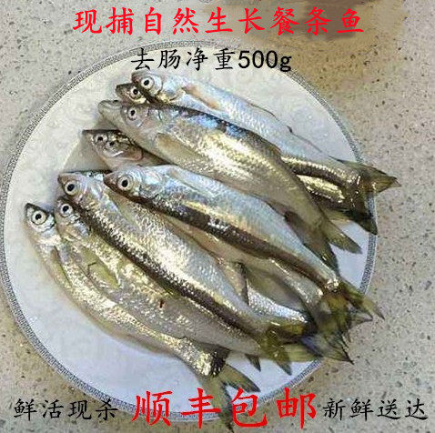 鲜活白鱼小河鱼小白条柳叶鱼餐条鱼现杀包邮500克