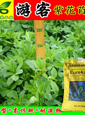 百绿游客休眠8级方型紫花苜蓿