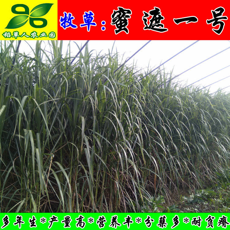 蜜遮一号象草种芽苗节茎杆子 正宗猪牛羊鸡鸭鹅兔鱼鼠牧草籽包邮
