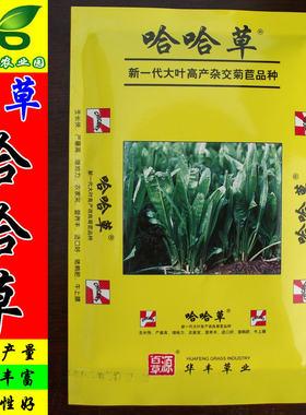 牧草哈哈新一代杂交品种鸡鸭菊苣