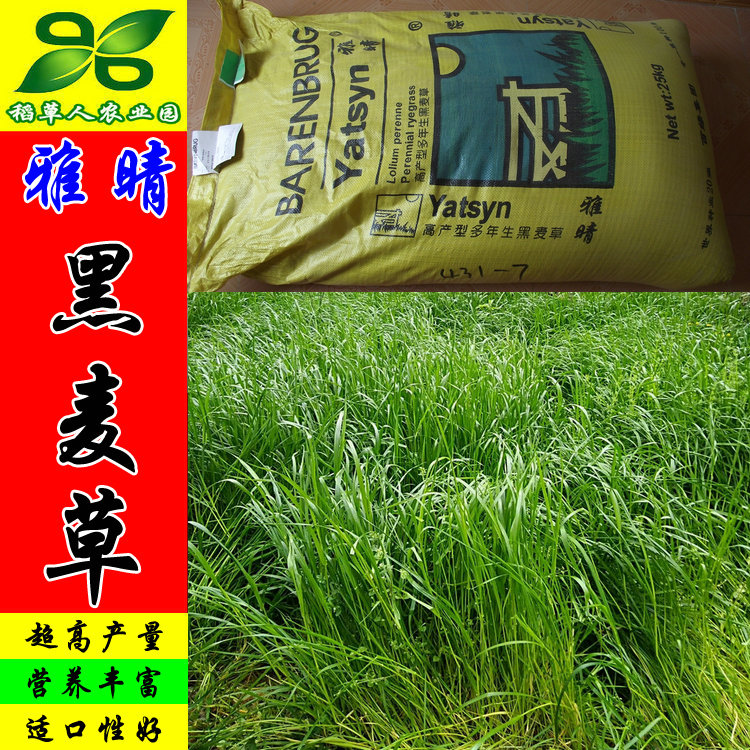 雅晴多年生黑麦草种子 百绿进口耐寒热高产牧草坪籽 包邮牛羊鱼鹅