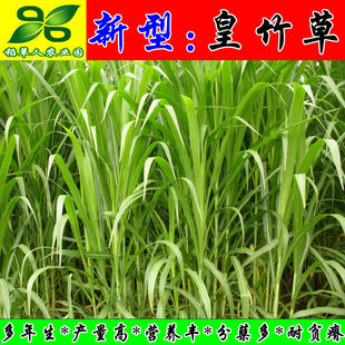 新型皇竹草种子 种芽 种节 种茎 配资料 保正宗 附实物照 黄竹草