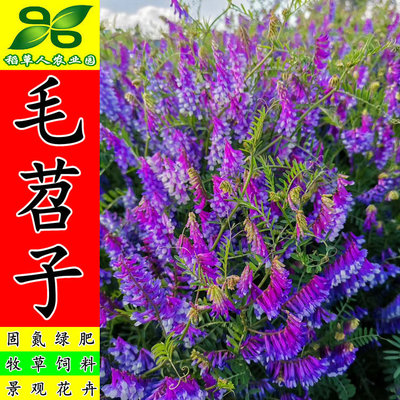 种子固氮冬毛巢菜籽蓝花牧草