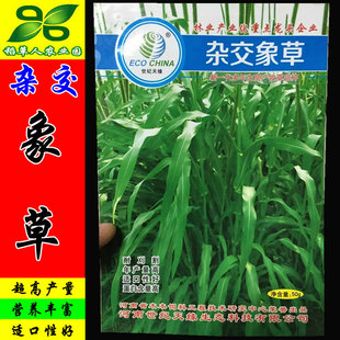 杂交象草种子 邦得一号多年生狼尾草籽 开元猪牛羊鱼兔鼠青贮牧草