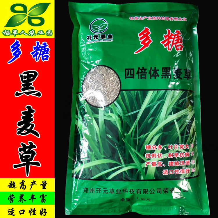 多糖宽叶四倍体一年生黑麦草种子籽 世纪天缘美国原种进口畜牧鱼