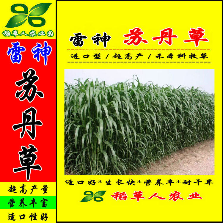 雷神苏丹草种子 进口杂交高丹南北青黄微贮牧草籽猪牛羊兔鹅鼠鱼