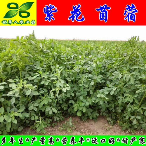 三得利紫花苜蓿种子百绿鸡鸭鹅兔