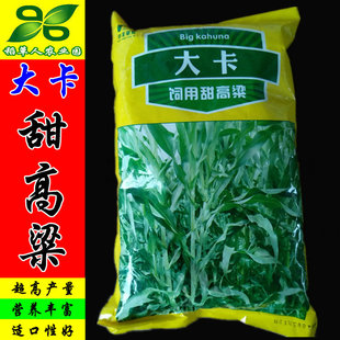 大卡饲用甜高粱草种子 进口畜牧草籽猪牛羊鸡鸭鹅兔鱼南北方包邮
