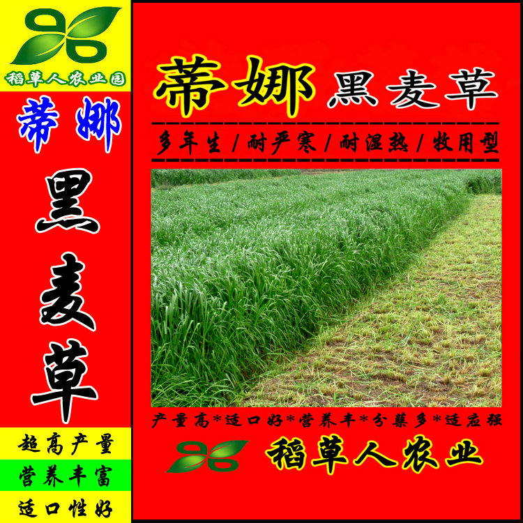 多年生黑麦草种子 蒂娜猪牛羊鸡鸭鹅兔豚鼠鱼虾蟹畜禽耐寒牧草籽