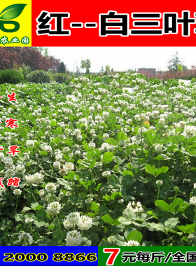 白三叶草籽 进口海法发绛红车轴草种子 四季果园绿化草坪牧草绿肥