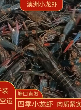 澳洲小龙虾  红鳌虾 特大澳洲蓝龙虾 淡水龙虾 发顺丰空运三斤装