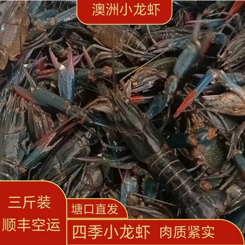 澳洲小龙虾  红鳌虾 特大澳洲蓝龙虾 淡水龙虾 发顺丰空运三斤装