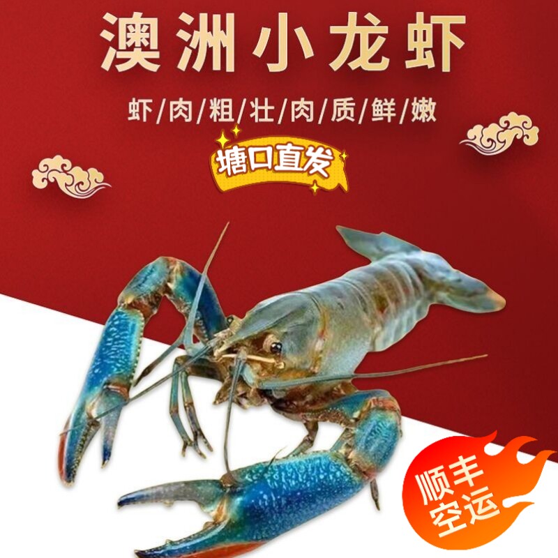 鲜活澳洲小龙虾  淡水小龙虾 活虾