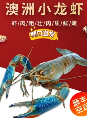 鲜活澳洲小龙虾  淡水小龙虾 干净蓝龙虾 一斤装 顺丰空运