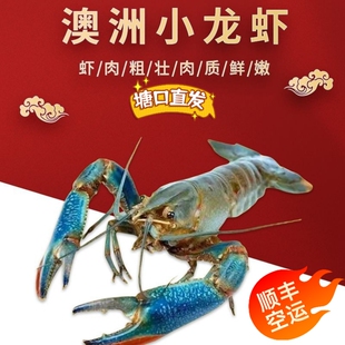 鲜活澳洲小龙虾  淡水小龙虾 干净蓝龙虾 一斤装 顺丰空运
