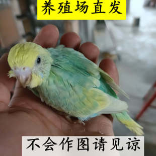 虎皮鹦鹉雏鸟特色大头虎皮幼崽手养亲人鸟训练说话包活实拍发货